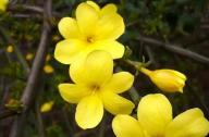 如何區(qū)分迎春花和連翹花？