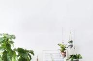 家庭綠植如何擺放更出彩？