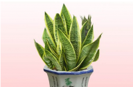 如何養(yǎng)殖虎皮蘭？