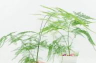 室內(nèi)如何科學(xué)的養(yǎng)殖文竹？