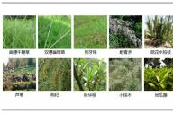如何選擇岸邊陸生植物？