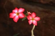 家庭養(yǎng)花：沙漠玫瑰的養(yǎng)護要點