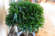 家里養(yǎng)什么植物旺財？