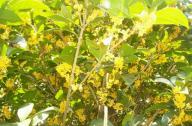 園林植物桂花的產(chǎn)地、形態(tài)以及園林用途