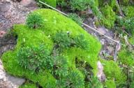 “石頭植物”的名稱是怎么得來(lái)的？
