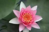 為什么千年古蓮能開花？