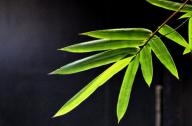 選擇園林植物時(shí)，如何巧妙利用植物的五行屬性？