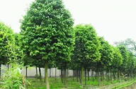 ?？诩爸苓叺貐^(qū)植物群落示例