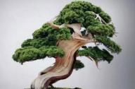 盆景七大類，你都知道嗎？
