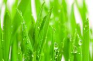 隔音植物有哪些？不易燃燒的植物有哪些？