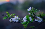 中性強(qiáng)耐蔭植物有哪些？