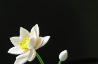 如何栽植碗蓮？
