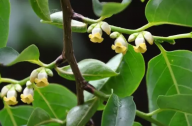 海綿城市建設(shè)植物選擇標(biāo)準(zhǔn)