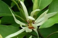 治療咳嗽的植物：白蘭花、丁香、藿香
