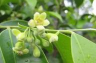 清熱祛風(fēng)，養(yǎng)心安神的植物：沉香