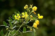 清肝明目，潤腸通便的植物：決明子、菊花