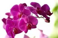 過年家里養(yǎng)什么植物風水好？